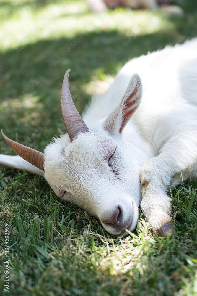A peaceful white goat sleeping on green grass in a sunny outdoor setting. A peaceful white goat sleeping on green grass in a sunny outdoor setting.