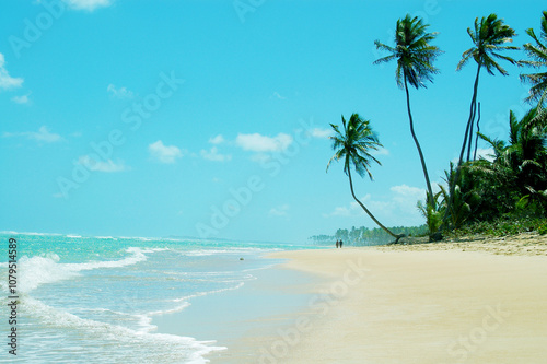 plage de rêve cocotier 