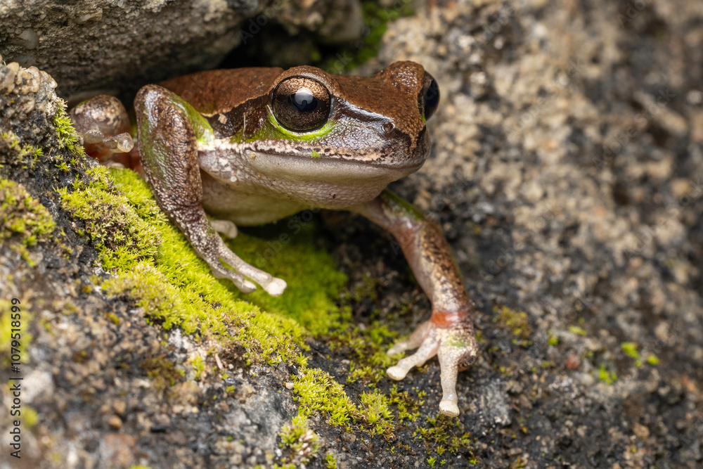 Obraz premium Australian Blue Mountains Tree Frog