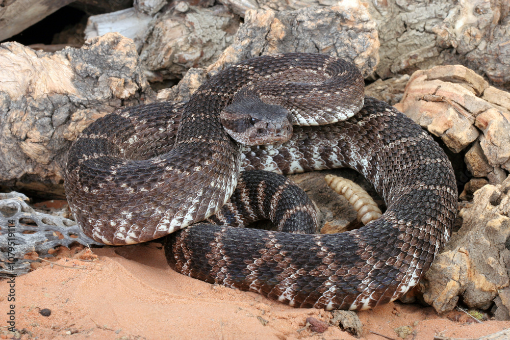 Southern Pacific Rattlesnake (Crotalus helleri ). Southern Pacific Rattlesnake (Crotalus helleri ).
