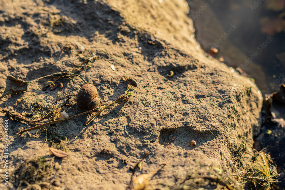Close-up of an old twisted shell lying on a rocky shore near a river, surrounded by dry plants, highlighted by warm sunlight. Natural textures, scene with earthy tones.
Close-up of an old twisted shell lying on a rocky shore near a river, surrounded by dry plants, highlighted by warm sunlight. Natural textures, scene with earthy tones.