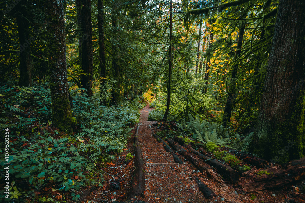 Obraz premium USA, Washington State, Olympic National Forest. Ranger Hole Trail through forest.
