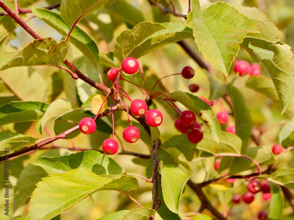 Red apples on a tree of the Siebold's crab (Malus toringo, syn. Malus sieboldii), Siebold's crabapple or Toringo crabapple. A species of crabapple native to eastern Asia, China, Japan, and Korea Red apples on a tree of the Siebold's crab (Malus toringo, syn. Malus sieboldii), Siebold's crabapple or Toringo crabapple. A species of crabapple native to eastern Asia, China, Japan, and Korea