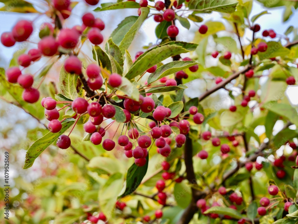 Red apples on a tree of the Siebold's crab (Malus toringo, syn. Malus sieboldii), Siebold's crabapple or Toringo crabapple. A species of crabapple native to eastern Asia, China, Japan, and Korea Red apples on a tree of the Siebold's crab (Malus toringo, syn. Malus sieboldii), Siebold's crabapple or Toringo crabapple. A species of crabapple native to eastern Asia, China, Japan, and Korea