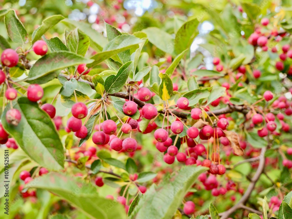 Obraz premium Red apples on a tree of the Siebold's crab (Malus toringo, syn. Malus sieboldii), Siebold's crabapple or Toringo crabapple. A species of crabapple native to eastern Asia, China, Japan, and Korea