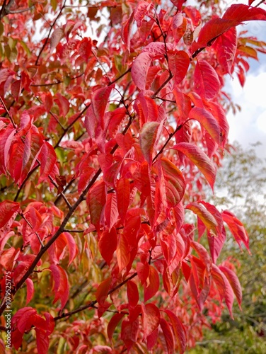 The Sargent's cherry or North Japanese hill cherry (Prunus sargentii) branches and leaves in autumn. An ornamental tree native to Japan, Korea, and Sakhalin. photo