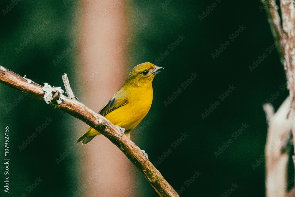 portrait of a yellow bird on a tree branch. portrait of a yellow bird on a tree branch.