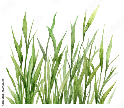 PNG Green grass watercolor on white background