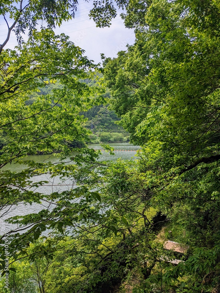 Obraz premium 木と湖