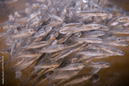 Swarming Mass, a bait ball. Shiny shimmering silver minnows swim in a tight group to avoid predation. Freshwater carp species displaying defense behavior