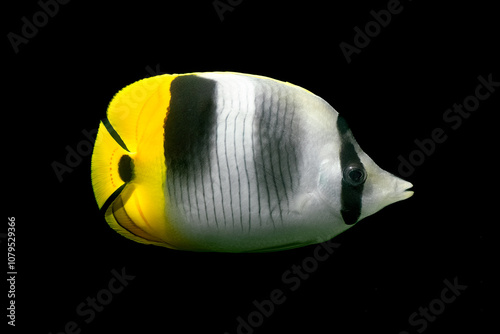Pacific Double Saddle Butterflyfish (Chaetodon ulietensis) isolated on black background. Dark eye strip but a bright and vibrant yellow tail. Beautiful reed fish. Captured in controlled conditions