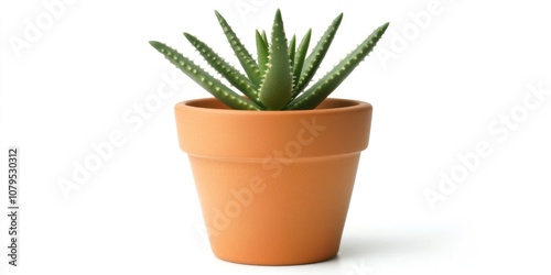 A potted succulent plant in a terracotta pot, showcasing a simple and natural aesthetic.