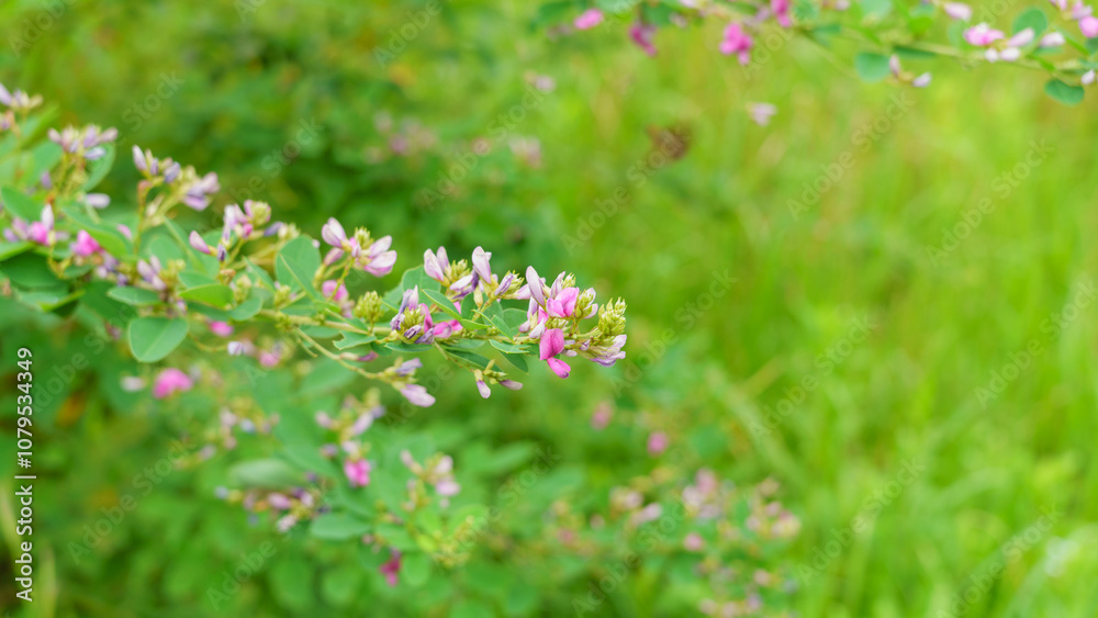 初秋に咲くハギの花 初秋に咲くハギの花
