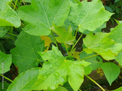 Green castor leaf medicinal plant, medicine. Leaves of Ricinus Communis or castor plant. photo