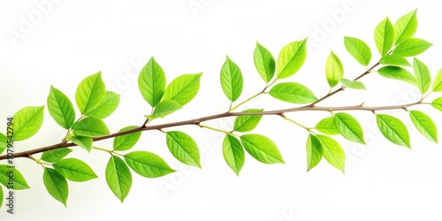 Long green leafy branch with few leaves on it, green, leafy, branch, nature, plant, foliage, botanical, fresh, organic