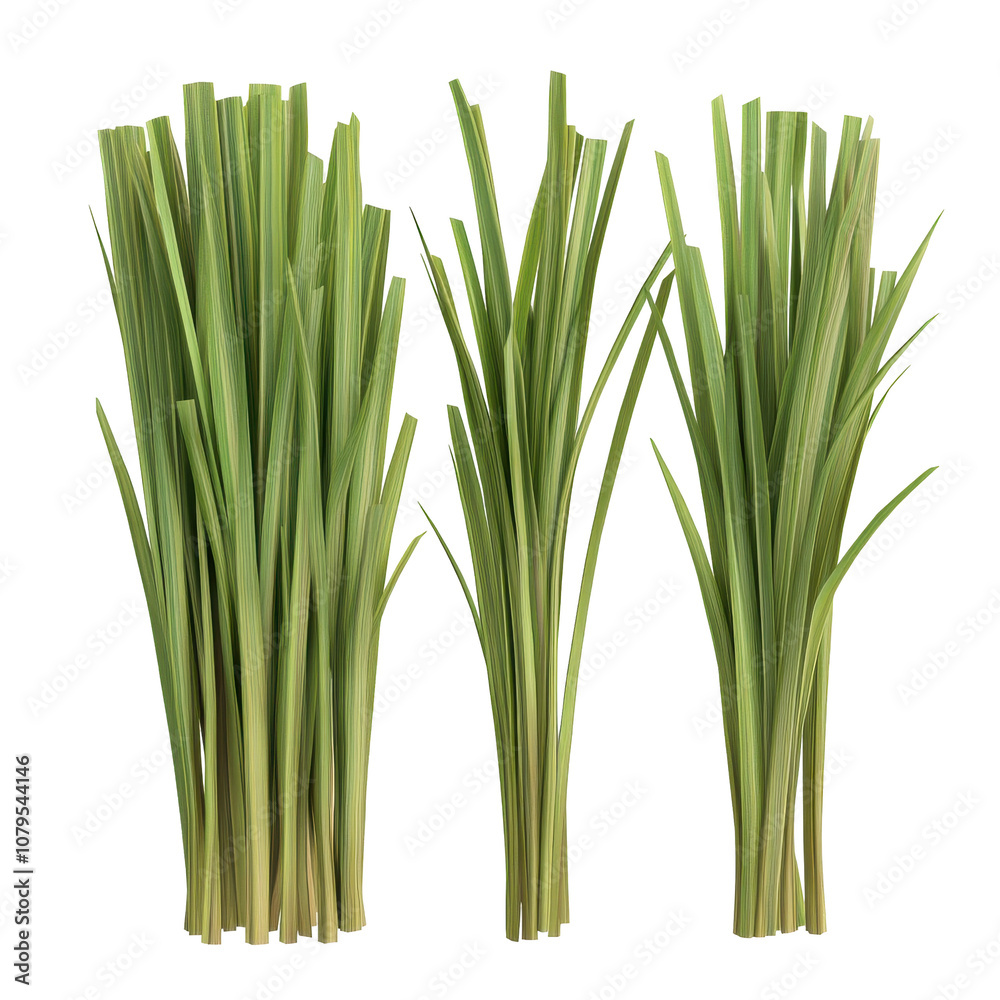 Harvesting fresh lemongrass stalks botanical garden nature photography indoor studio close-up view organic farming concept Harvesting fresh lemongrass stalks botanical garden nature photography indoor studio close-up view organic farming concept