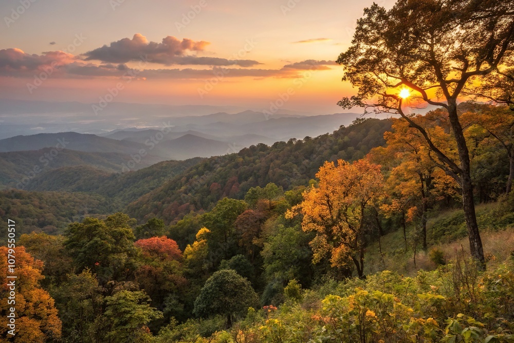 Fototapeta premium The trees of Tung Bua Tong forest are set ablaze with warm colors as sunset approaches in the distance, light, sun