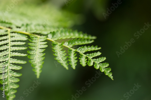 Green fern leaves plant in nature