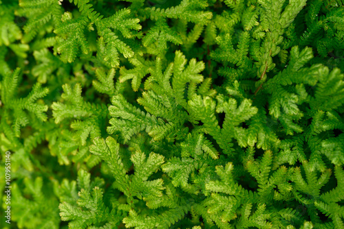 Green fern leaf in ornamental garden, Nature background, Top view