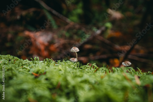 A genus of fungi in the Mycenaceae family. Mycenae are small saprotrophic fungi.Hallucinogenic plants.On a thin leg.Macro photography in the forest. photo