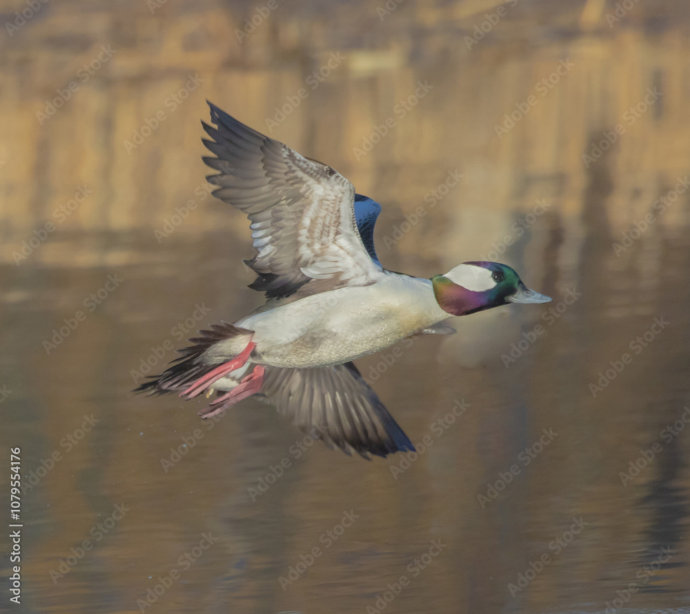 Obraz premium Male Bufflehead In Flight