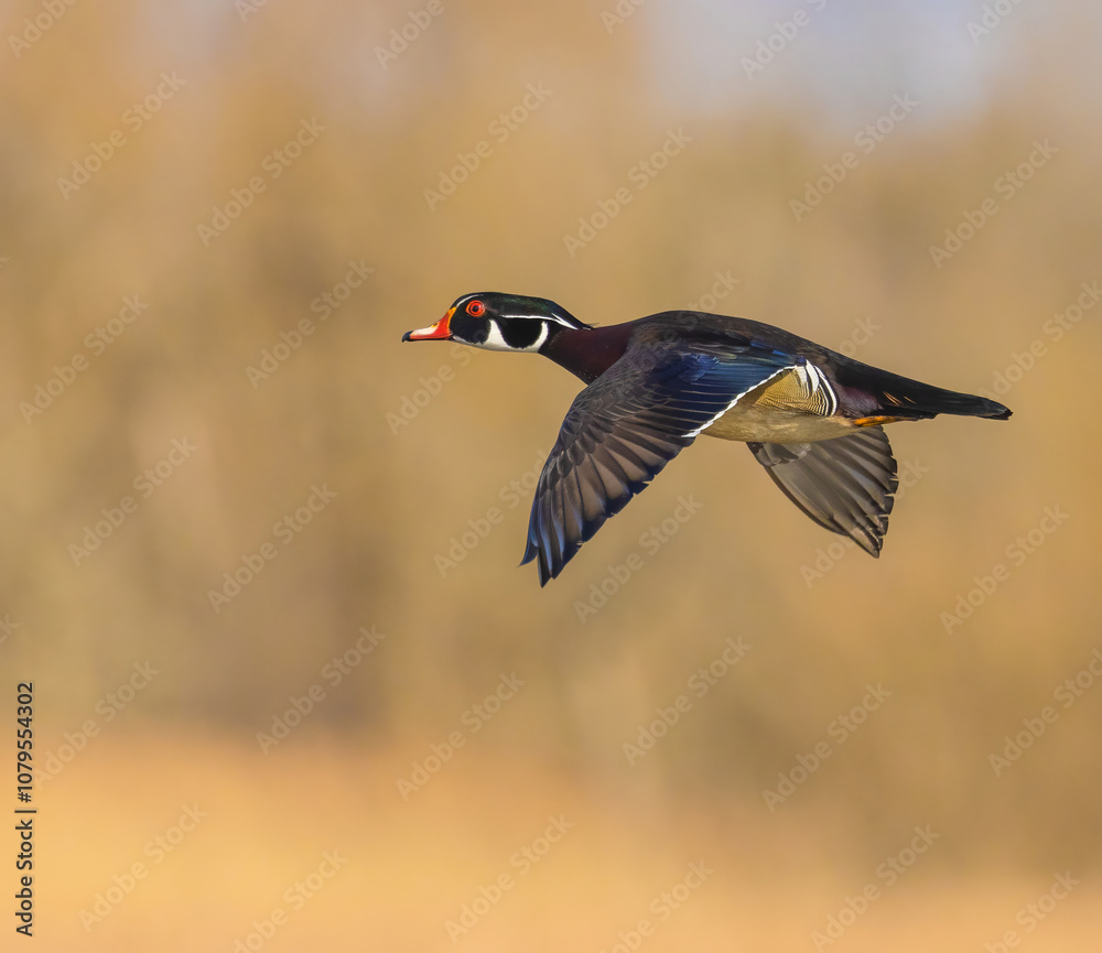 Obraz premium Wood Duck In Flight