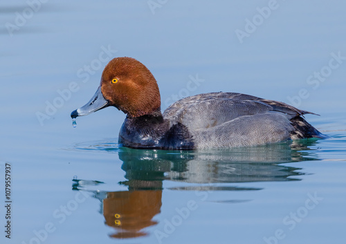 A Redheaded Duck In Breeding Colours With Waterdroplets photo