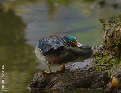 Wood Duck Preening photo