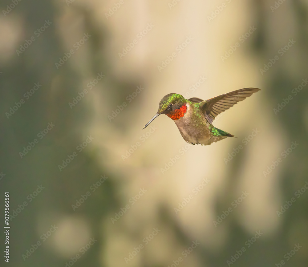 Fototapeta premium hummingbird in flight