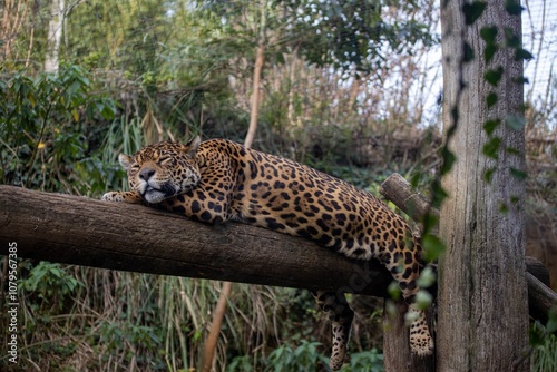 Onça pintada dormindo