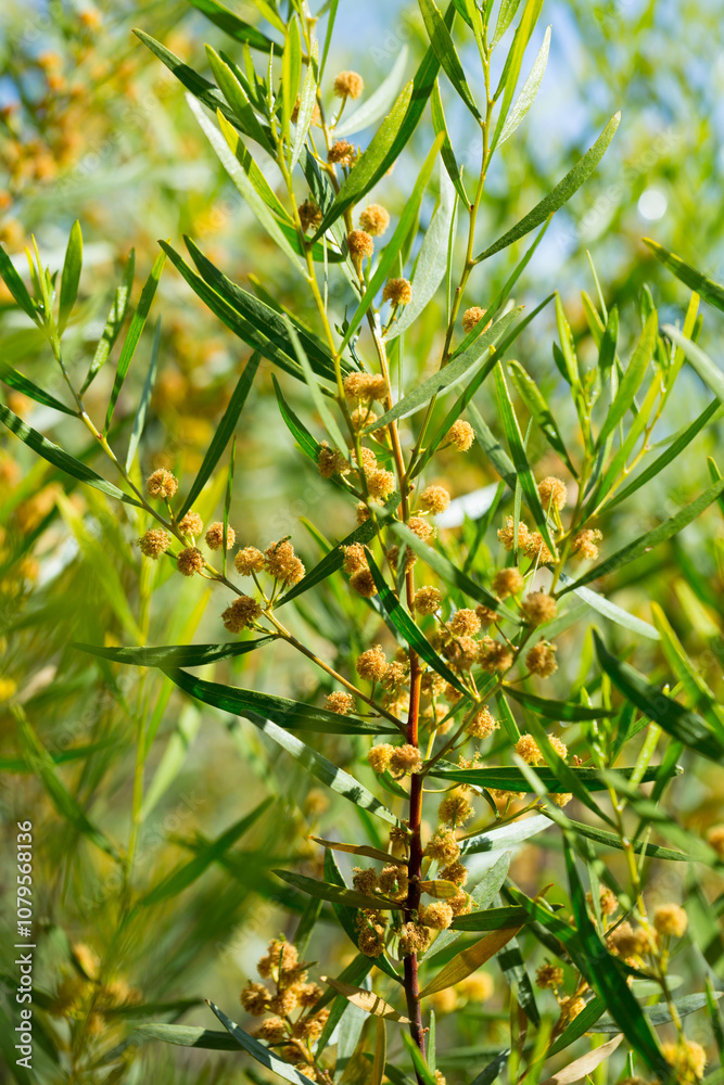 Fototapeta premium Closeup of yellow blooming of Hop leaved wattle (Acacia dodonaeifolia) in natural habitat