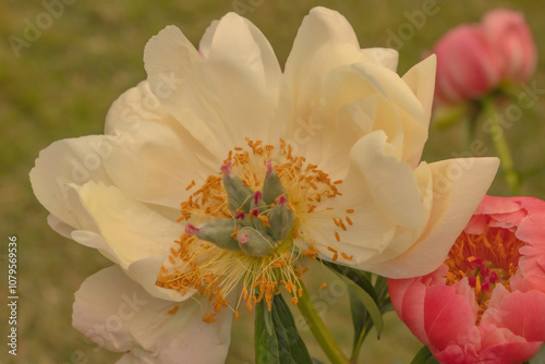 Peony Flower In Flull Bloom photo