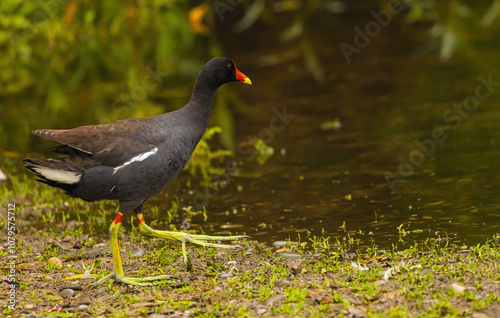 Gallinule On The Edge Of The Water