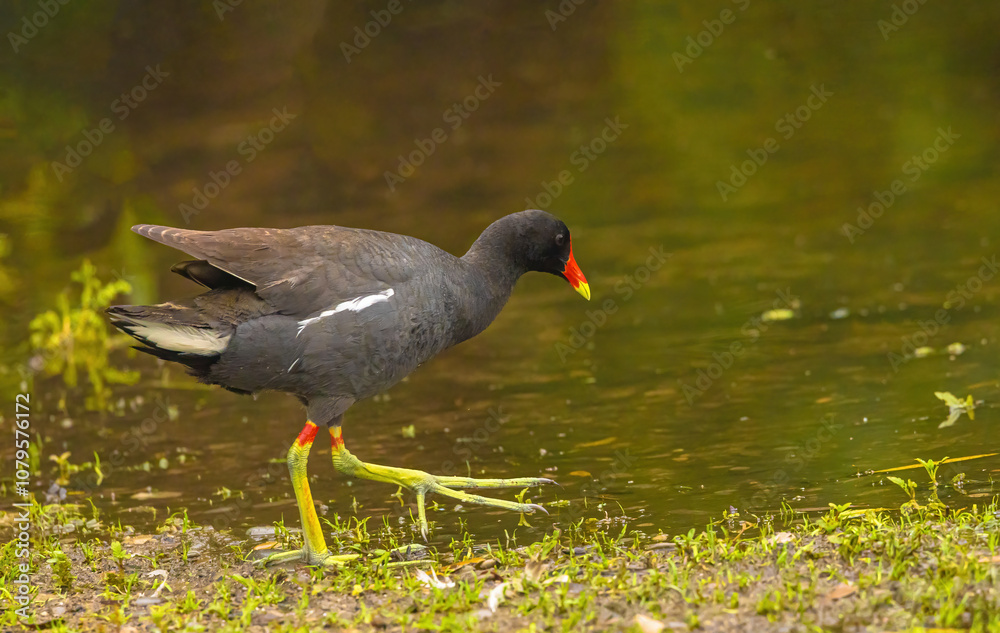 Gallinule On The Edge Of The Water Gallinule On The Edge Of The Water