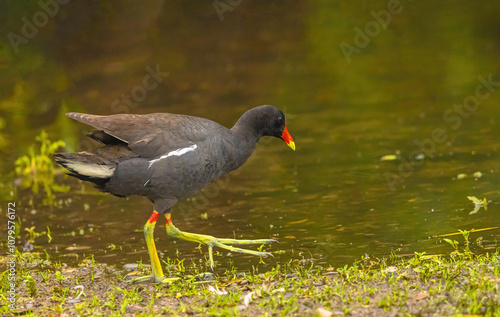 Gallinule On The Edge Of The Water