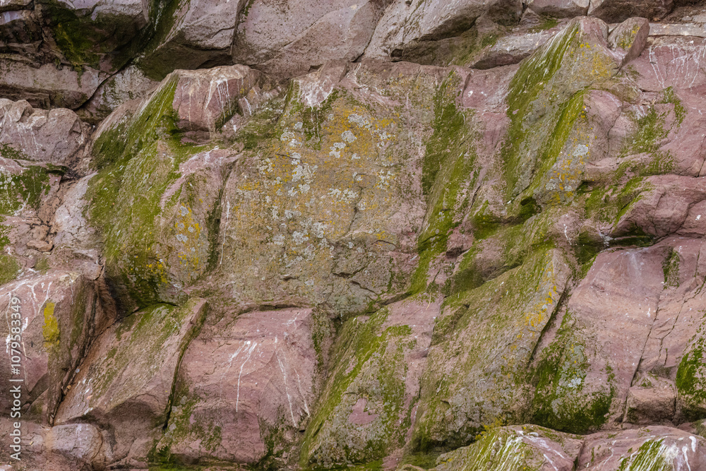 Rocks Filled With Map Lichens And Moss Rocks Filled With Map Lichens And Moss