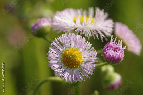 ハルジオンの花