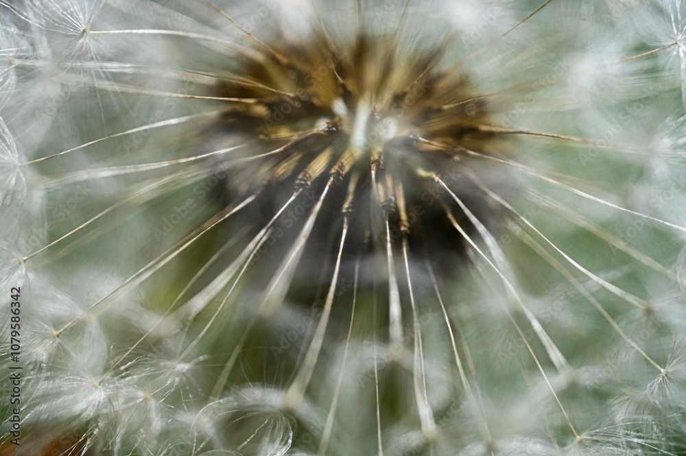 Obraz premium close up of dandelion
