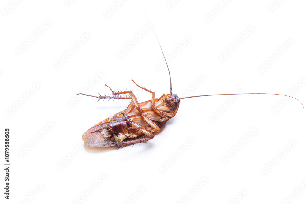 Large cockroach lying on its back and moving its paws Large cockroach lying on its back and moving its paws