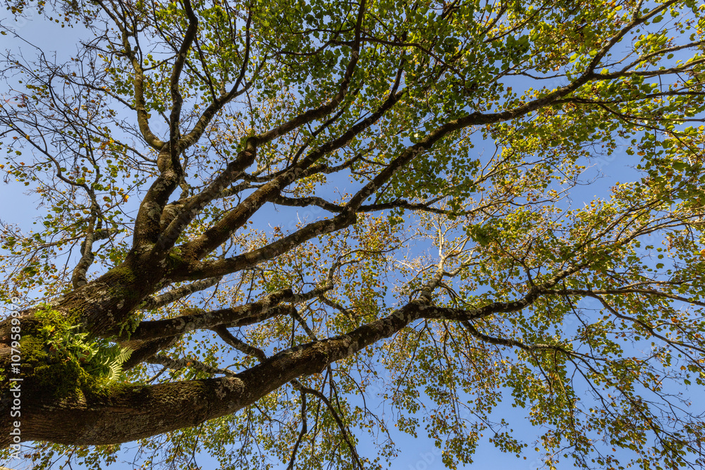 An urban tree canopy in Porto Portugal at the Jardins dos Sentimentos provides climate resilience and cooling effect in the city of Porto An urban tree canopy in Porto Portugal at the Jardins dos Sentimentos provides climate resilience and cooling effect in the city of Porto