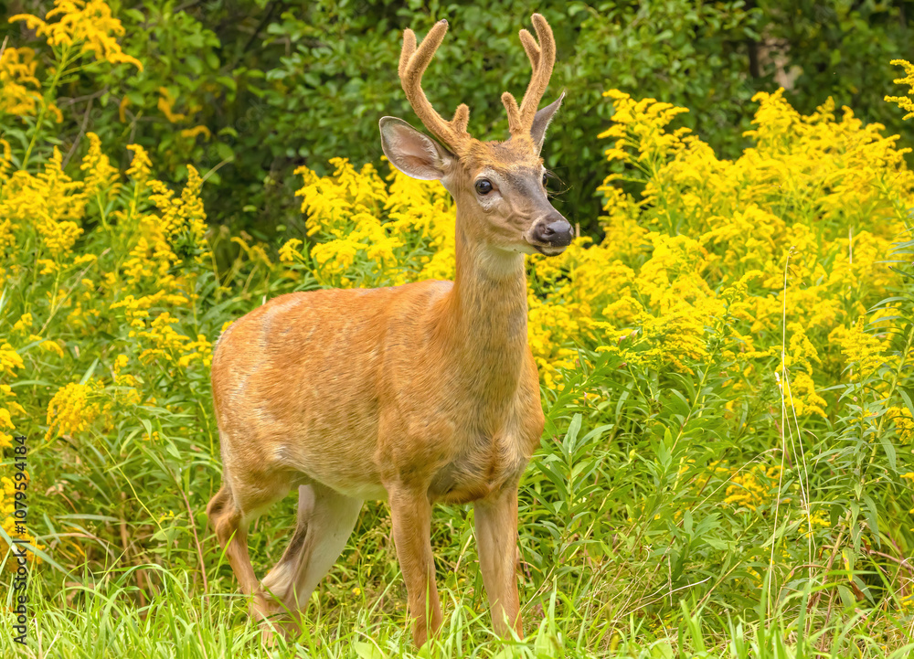 Buck In Goldenrod Buck In Goldenrod