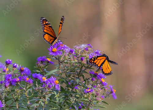 Canvas Print Monarch Butterflies Seen On Aster