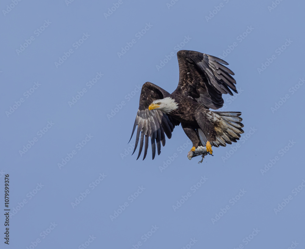 Fototapeta premium american bald eagle
