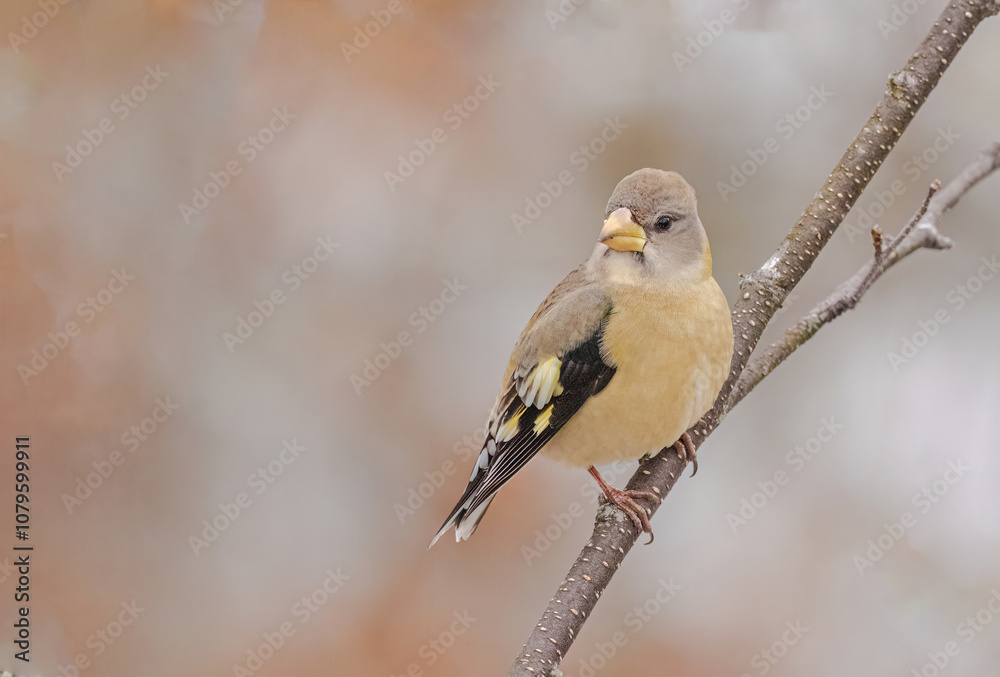Naklejka premium A Female Evening Grosbeak Perched On Branch