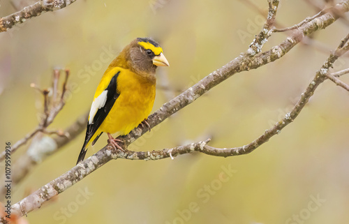 A Male Evening Grosbeak Perched On Branch