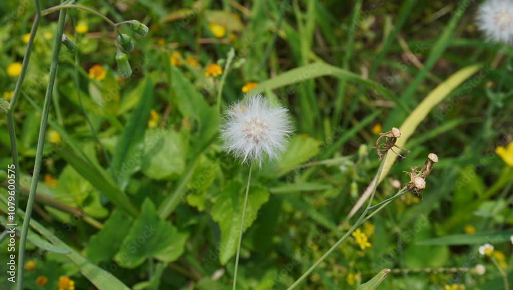 dandelion on grass dandelion on grass