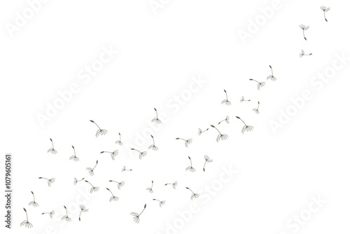 Dandelion Logo, Vector Plant Dandelion flower, Design Icon Template