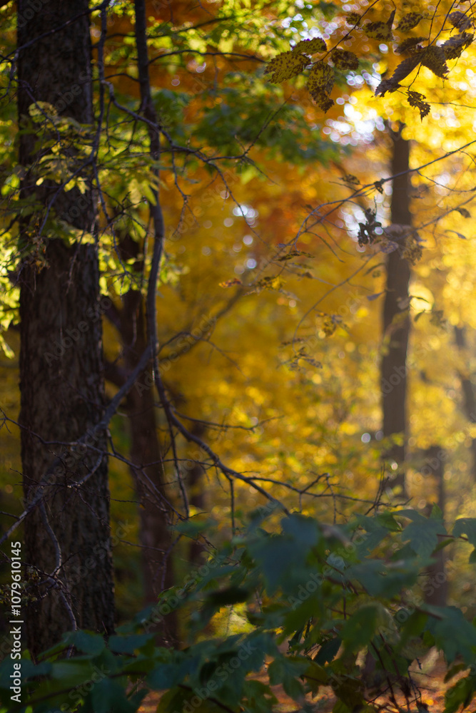Fototapeta premium Autumn forest in the morning