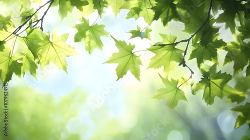 Spring branches of maple tree with fresh green leaves