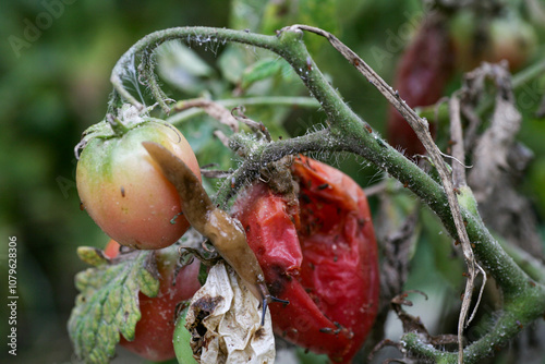 Fungal dangerous diseases of tomatoes, which affects representatives of nightshade especially potatoes. This disease is caused by pathogenic organisms position between fungi and protozoa gray spot